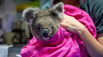 Koala Terluka saat Kebakaran Australia, Dilepas ke Alam Liar