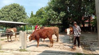 Cegah COVID-19, Pasar Hewan Gamping Semprot Hewan dengan Antiseptik