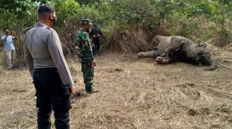 Seekor Gajah Sumatera Ditemukan Sudah Menjadi Bangkai di Aceh Timur