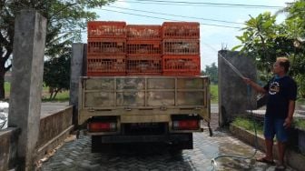 Pemilik Rumah Pemotongan Sebut Penjualan Ayam Online Rusak Harga Pasaran