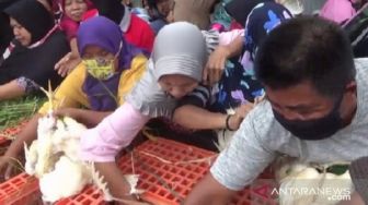 Kesal Harga Jual Murah, Ribuan Ekor Ayam di Madiun Dibagikan Gratis