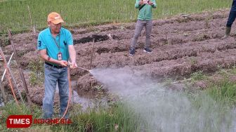 Pastikan Tak Ada Gagal Panen, BPTP DIY Jamin Ketersediaan Pangan saat Wabah