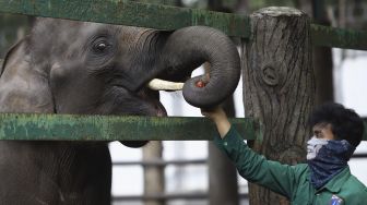 Petugas memberikan makan kepada seekor gajah di Taman Margasatwa Ragunan, Jakarta, Senin (20/4). [Suara.com/Angga Budhiyanto]
