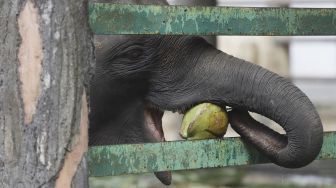 Seekor gajah memakan buah kelapa yang diberikan oleh petugas di Taman Margasatwa Ragunan, Jakarta, Senin (20/4). [Suara.com/Angga Budhiyanto]
