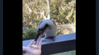 Plot Twist, Niat Kasih Makan Burung Pakai Makaroni, Endingnya Bikin Ngakak