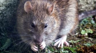 Di Tengah Pandemi Corona, Kawanan Tikus Serang Pemukiman di Perth Australia