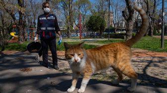 2 Ekor Kucing Jadi Hewan Peliharaan Pertama Terjangkit Corona di AS