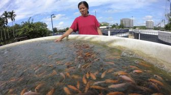 Warga memeriksa kondisi ikan nila berumur tiga minggu yang dibudidayakan menggunakan sistem bioflok di Sungai Duren, Jambi Luar Kota, Muarojambi, Jambi, Minggu (26/4). [ANTARA FOTO/Wahdi Septiawan]