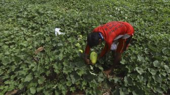 Petani memanen timun suri di Limo, Depok, Jawa Barat, Senin (27/4). [Suara.com/Angga Budhiyanto]