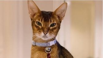 Fakta Menakjubkan Kucing Abyssinian, Kucing Ashraf Sinclair, Spesial & Unik