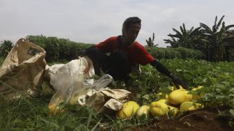 Petani mengumpulkan timun suri hasil panen di Limo, Depok, Jawa Barat, Senin(27/4). [Suara.com/Angga Budhiyanto]