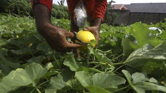 Petani di Karawang Manfaatkan Bulan Ramadhan Untuk Tanam Timun Suri, Satu Hektar Bisa Hasilkan 4-5 Kwintal