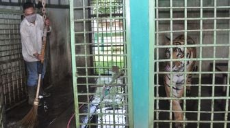 Petugas membersihkan kandang Harimau Sumatera (Panthera tigris sumatrae) di Medan Zoo atau kebun binatang Medan, Sumatera Utara, Rabu (29/4).  [ANTARA FOTO/Septianda Perdana]