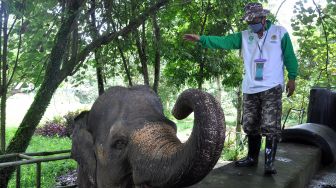 Dokter hewan memeriksa kesehatan Gajah Sumatera (Elephanus maximus sumatrensis) di Medan Zoo atau kebun binatang Medan, Sumatera Utara, Rabu (29/4).  [ANTARA FOTO/Septianda Perdana]
