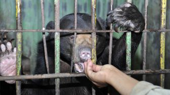 Ditutup karena Corona, Satwa Kebun Binatang Medan Terancam Kelaparan