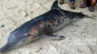 Bangkai Seekor Lumba-lumba Penuh Luka Ditemukan di Pantai Ujung Genteng