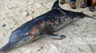 Luka di Kepala, Lumba-lumba Terdampar di Ujung Genteng Sukabumi