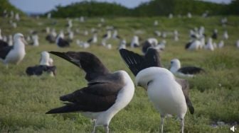 Unik dan Romantis, Burung Ini Lakukan Tarian Pacaran untuk Menarik Pasangan