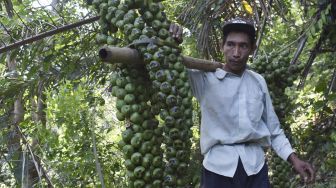 Petani memanen kolang kaling di kawasan lereng Gunung Wilis Desa Padas, Dagangan, Kabupaten Madiun, Jawa Timur, Sabtu (2/5). [ANTARA FOTO/Siswowidodo]