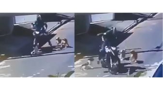 Viral Pemotor Dikeroyok Anjing Hingga Jatuh, Awas Pemilik Bisa Kena Pidana