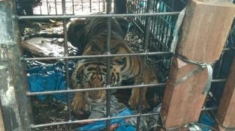 Harimau Sumatera Kembali Dievakuasi dari Kawasan Konsesi Kelapa Sawit