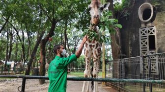 Disokong APBD DKI, Stok Pangan Satwa Ragunan Aman Saat Pandemi