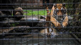 Kebun Binatang Bandung akan Korbankan Rusa untuk Makanan Harimau