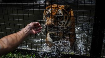 Dua Harimau di Singka Zoo Singkawang Lepas, Seorang Pawang Tewas