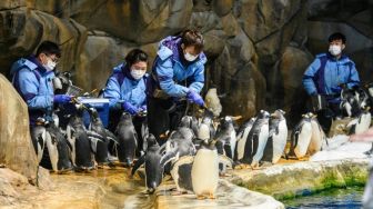 Luar Biasa, Petugas Ocean Park Rela Lembur Demi Kehidupan Pinguin di Tengah Pandemi
