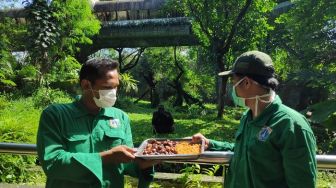Perawat Satwa Ragunan soal Corona: Jangan Dibikin Pusing Bisa Tambah Stres