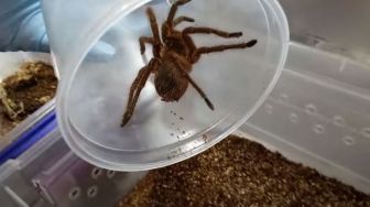 Mampu Makan Burung, Ini Penampakan Tarantula Terbesar di Dunia