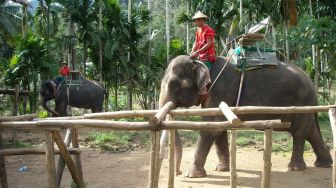 Dikembalikan ke Alam, Gajah-Gajah di Thailand Gembira