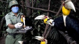 Covid-19, Satwa Taman Safari Bisa Dilihat Lewat Siaran Langsung