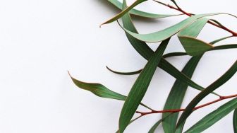 Senyawa Aktif Eukaliptus Bisa Hambat Pertumbuhan Virus Corona