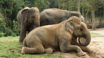 Din Tewas Mengenaskan, Kepalanya Diinjak Gajah yang Sedang Mengamuk