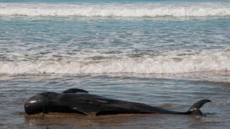 Duh Kasihan, Paus Pilot Mati Terdampar di Pantai Cemara Banten