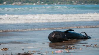 Seekor paus pilot terdampar di pantai Cemara Binuangeun, Lebak, Banten, Selasa (12/5).   [ANTARA FOTO/Muhammad Bagus Khoirunas]