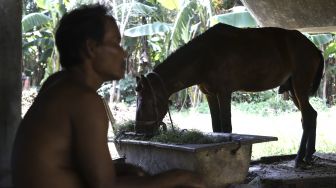 Pekerja penarik delman menemani kuda miliknya makan di bawah kolong jalan tol di Kawasan Sungai Bambu, Jakarta Utara, Selasa (12/5). [Suara.com/Angga Budhiyanto]