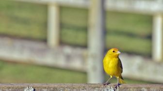 Perawatan Burung Kenari Agar Rajin berkicau