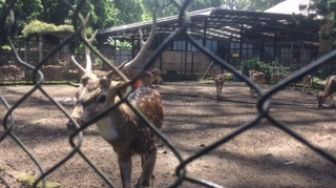 7 Keasyikan di Kebun Binatang Bandung, Nonton Teater Satwa hingga Naik Unta