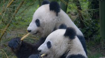 Kekurangan Bambu, Kebun Binatang Kanada Pulangkan Pasangan Panda ke China