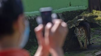 Petugas merekam video polah harimau Sumatera untuk disiarkan secara langsung melalui media sosial di Taman Margasatwa Ragunan, Jakarta, Minggu (17/5). [ANTARA FOTO/Aditya Pradana Putra]