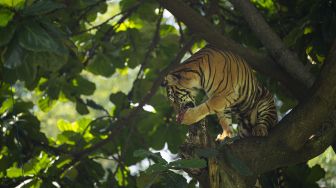 Harimau Sumatera menyantap daging saat proses pengambilan gambar video untuk siaran langsung melalui media sosial di Taman Margasatwa Ragunan, Jakarta, Minggu (17/5). [ANTARA FOTO/Aditya Pradana Putra]