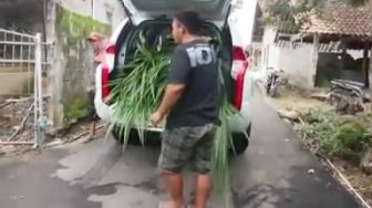 Viral Mitsubishi Pajero Dipakai Angkut Rumput, Bikin Sungkan Buat Sombong