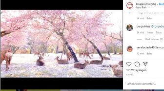 Serunya Kawanan Rusa Asyik Nikmati Bunga Sakura Bermekaran di Jepang