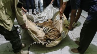 Miris! Harimau Betina di Riau Mati Membusuk, Leher Kena Jerat Seling