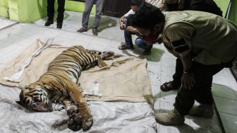 Petugas Balai Besar Konservasi Sumber Daya Alam (BBKSDA) Riau melihat kondisi seekor Harimau Sumatera (Panthera tigris sumatrae) yang mati saat akan dilakukan nekropsi di Kantor BBKSDA Riau, di Pekanbaru, Riau, Senin (18/5) malam.  [ANTARA FOTO/Rony Muharrman]