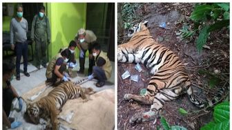 Miris! Harimau Sumatera Mati Kena Jerat di Area Konsesi Perusahaan di Riau