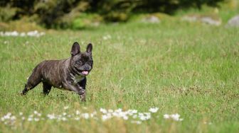 Modus Kejang-kejang, Maling Gondol 2 Anjing Bulldog di Toko Hewan