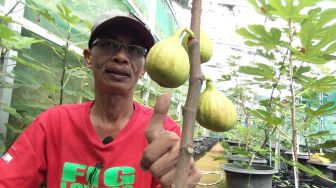 Kisah Heri, Petani Buah Tin di Wonosobo yang Meraup Untung Saat Pandemi